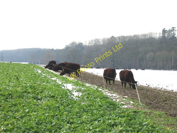 Photo 6"x4" Cows on Shepherd's Bank Stodmarsh c2007