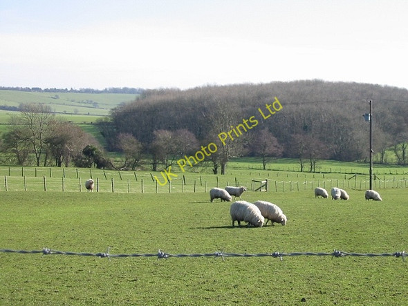 Photo 6"x4" Sheep in fields opposite Horton View Farm Broad Street\/TR1140 c2007