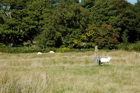 Photo 6"x4" Standing Stone below Coed Bedo Sarnau\/SH9739 c2006