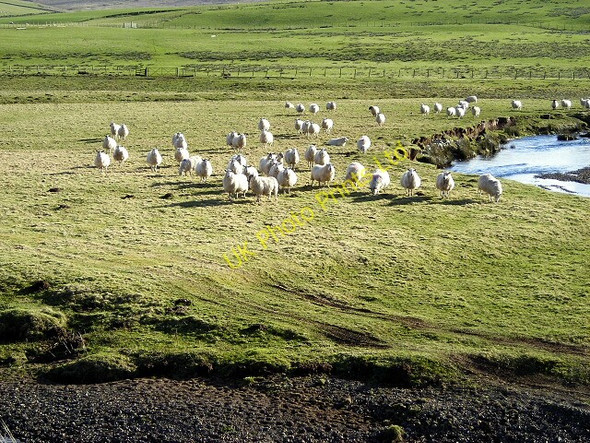 Photo 6"x4" Hungry Sheep by Duneaton Water Crawfordjohn c2007