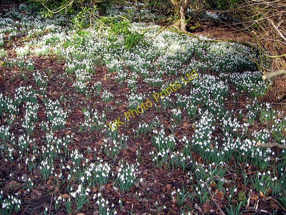 Photo 6"x4" Bank of Snowdrops in Calderglen Park East Kilbride\/NS6354 c2007