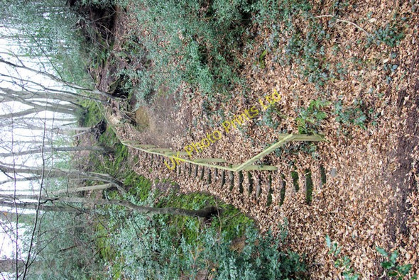 Photo 6"x4" Footpath Steps above Maysleith Upper Wardley c2007