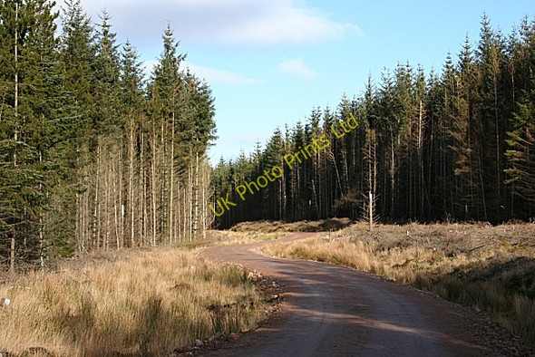 Photo 6"x4" Old Fir Hill Old Fir Hill c2007