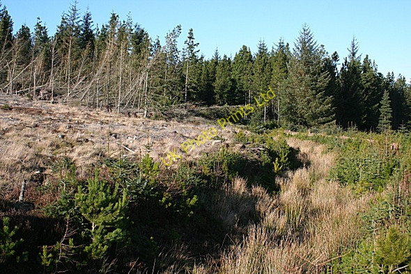 Photo 6"x4" Aultmorehill Wood Berryhillock\/NJ5060 c2007