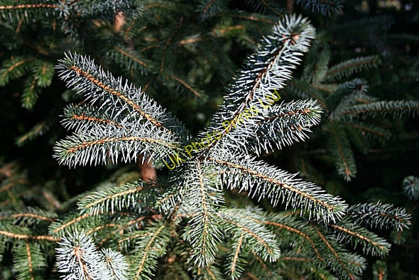 Photo 6"x4" Spruce Branch Berryhillock\/NJ5060 c2007