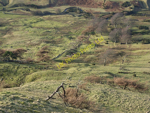 Photo 6"x4" Old woodland above Boquhan Burn Glentirranmuir c2007