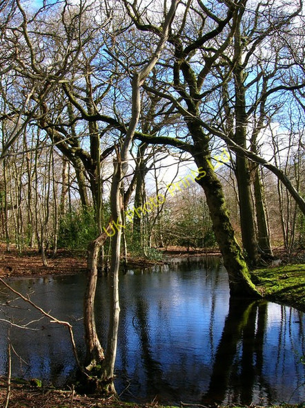 Photo 6"x4" Pond, Shirke Shaw Pestalozzi International Village c2007