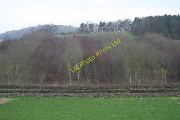 Photo 6"x4" Striped Plantation, Hope End Loxter c2007