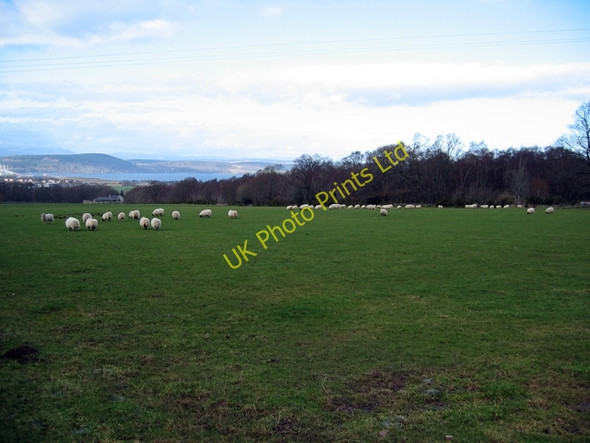 Photo 6"x4" Sheep at Lower Muckovie Beechwood\/NH6944 c2007