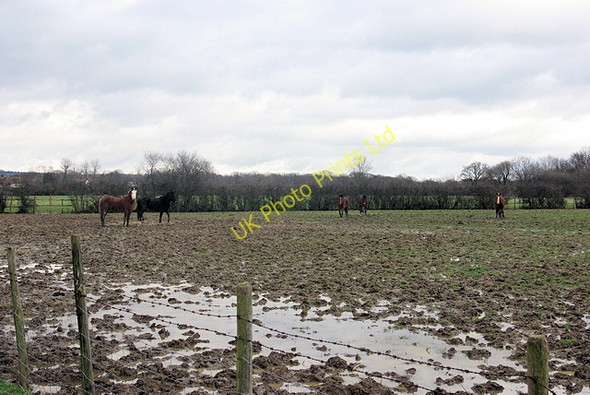 Photo 6"x4" Horses in Muddy Field Hawkenbury\/TQ8045 c2007