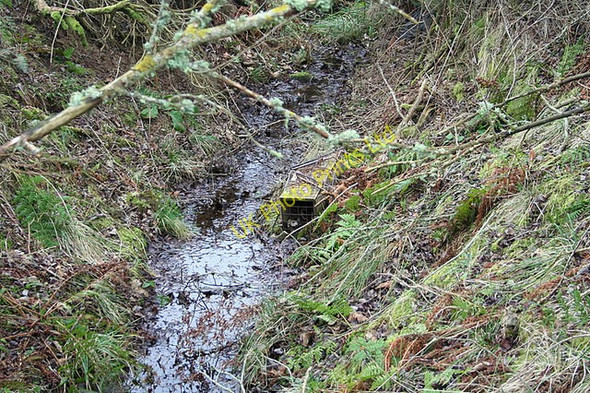 Photo 6"x4" Mink trap in a ditch near Edinvale Dallas c2007