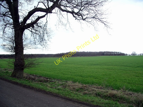 Photo 6"x4" Tree & field Eakring c2007