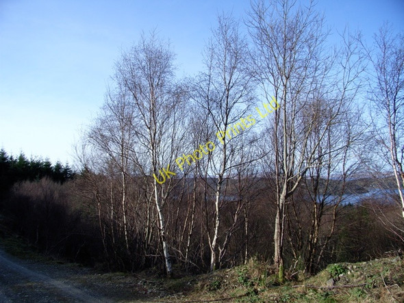 Photo 6"x4" On the Road from Ashfield up to Bacoch's Seat Ashfield\/NR7685 c2007
