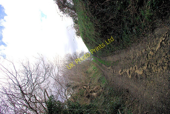 Photo 6"x4" Brier Lane Chithurst c2007
