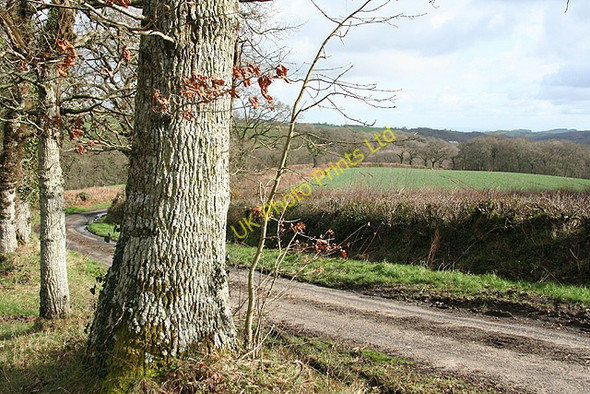 Photo 6"x4" Spreyton: near Deerpark Copse Heath Cross\/SX7097 c2007