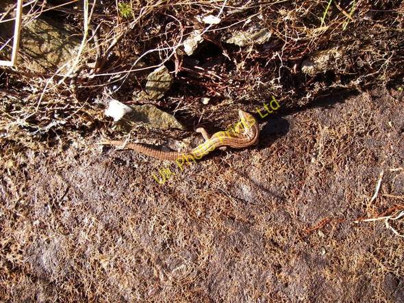 Photo 6"x4" Hibernating Lizard on Inchmarnock Straad c2007