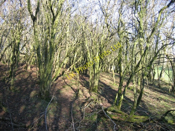 Photo 6"x4" Coppiced Woodland Gwernol c2007