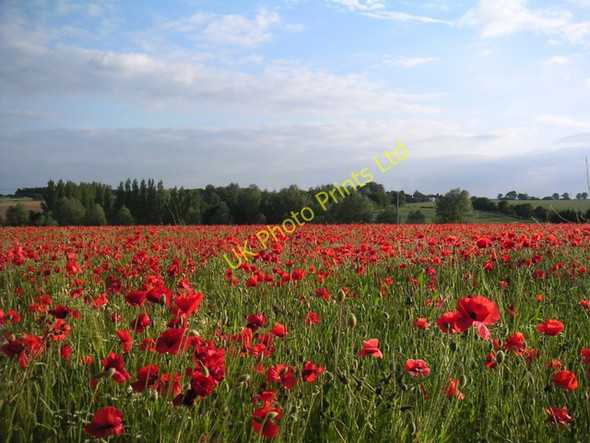 Photo 6"x4" Poppies at Bran End Bran End c2005