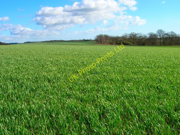 Photo 6"x4" Farmland North of Boggy Wood Lower Dicker c2007