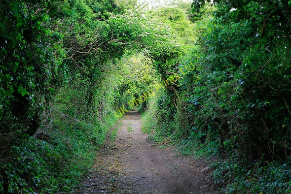 Photo 6"x4" Footpath approaching Little Golders Chilcomb c2007