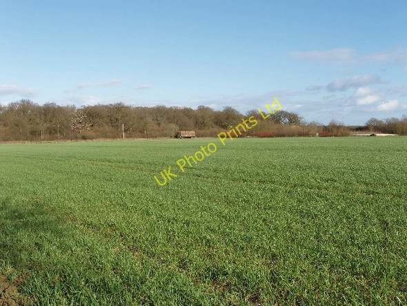Photo 6"x4" Wheat field and Stanton Little Wood Stanton St John c2007