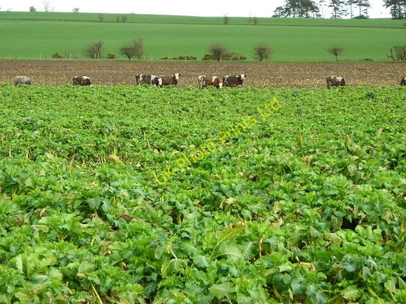 Photo 6"x4" Cattle and Brassicas Torthorwald c2007