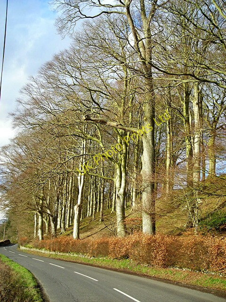 Photo 6"x4" Bank Of Trees Between Kirkton and Duncow Gallaberry c2007