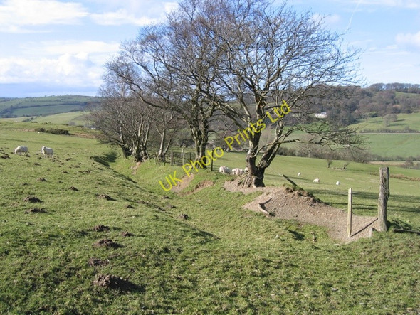 Photo 6"x4" Ancient Hedge Line and Footpath Pentredwr c2007