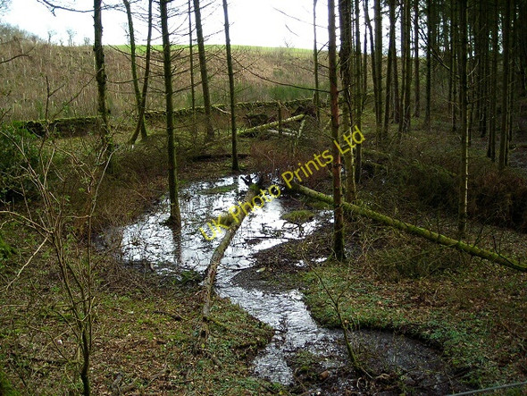 Photo 6"x4" Forest Flooding Near Park Burn Auchencairn\/NX9784 c2007