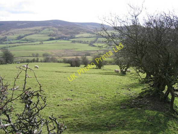 Photo 6"x4" Old Hedge Line Pen-y-stryt c2007