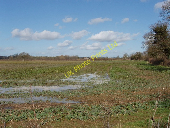 Photo 6"x4" Wet field growing brassica Weston-on-the-Green c2007