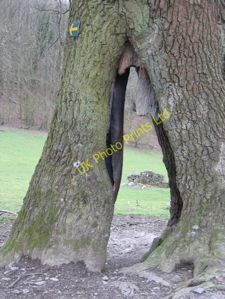 Photo 6"x4" Offas Dyke Footpath and a Hollow Tree Bronygarth c2007