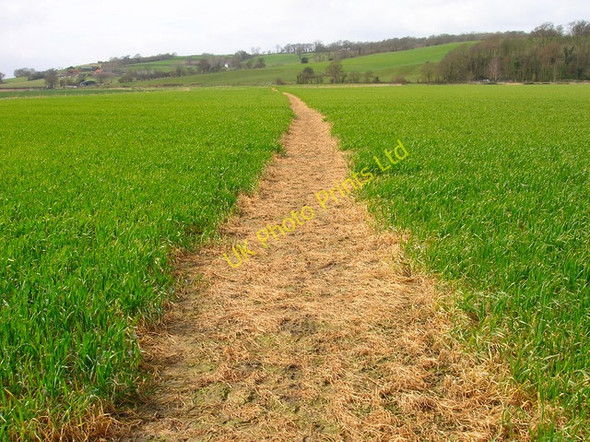 Photo 6"x4" Footpath across Brede Level Rye c2007