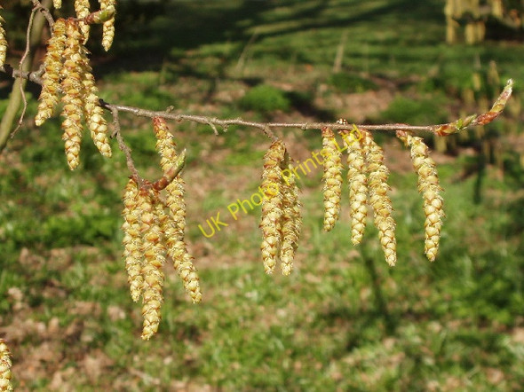 Photo 6"x4" Hornbeam catkins, Kew gardens Brentford c2007