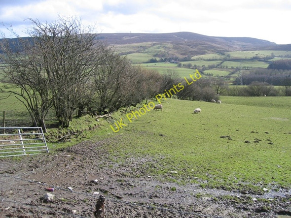 Photo 6"x4" Hedge Line and Sheep Pasture Pen-y-stryt c2007