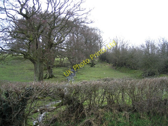 Photo 6"x4" Stream and hedges at Morfydd Morfydd c2007