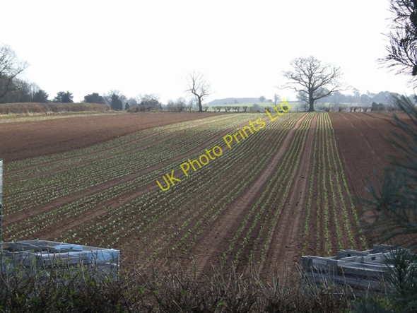 Photo 6"x4" Newly planted crops Shackerley c2007