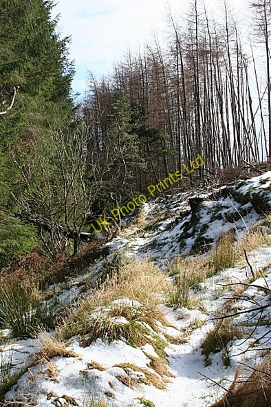 Photo 6"x4" Stripe of Gateside Glen of Newmill c2007