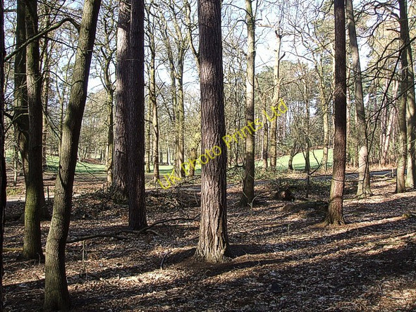 Photo 6"x4" Looking through the woods to Kiln Ground Pinfoldpond c2007
