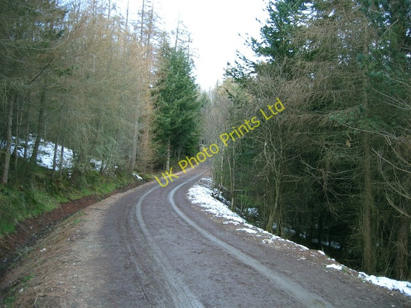 Photo 6"x4" Road in Craigphadrig Forest Leachkin c2007
