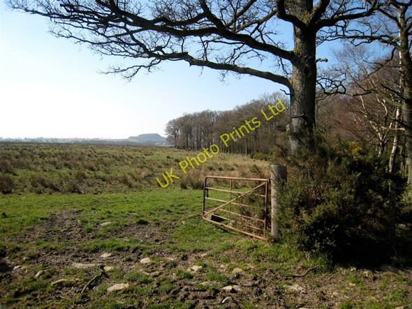 Photo 6"x4" Craigintier Woods Badshalloch c2007