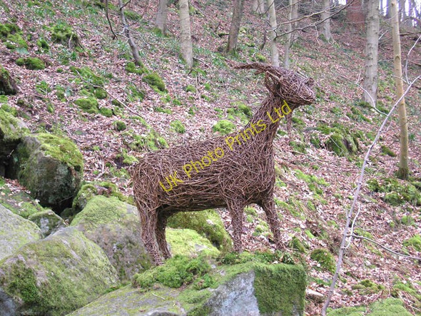 Photo 6"x4" Goat at Hawsker Storiths c2007
