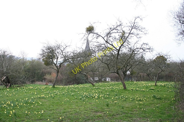 Photo 6"x4" Old Orchard and Daffodils Welland c2007