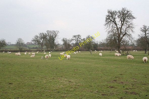Photo 6"x4" Old Perry Orchard, Sansome Farm Druggers End c2007