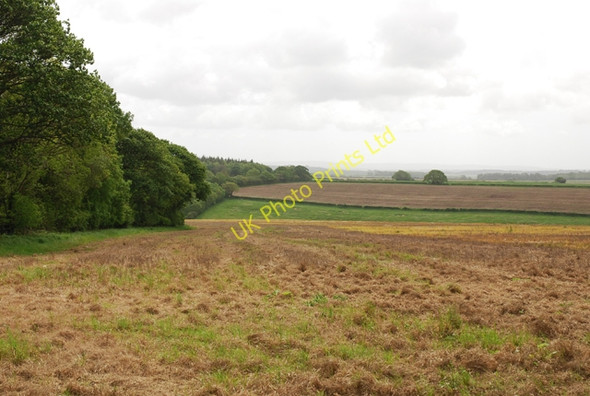 Photo 6"x4" Edge of Whatcombe Wood - looking southeast Higher Whatcombe c2007