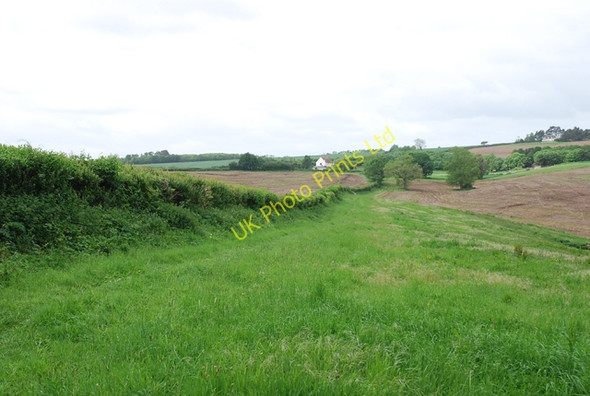 Photo 6"x4" Hedgeline on East Luccombe Farm Higher Whatcombe c2007