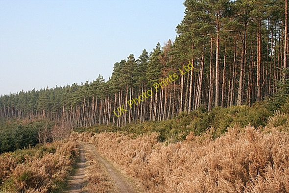 Photo 6"x4" Fairy Hill Rothes c2007