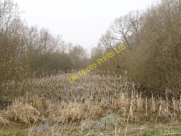 Photo 6"x4" Pond with bulrushes Wendlebury c2007