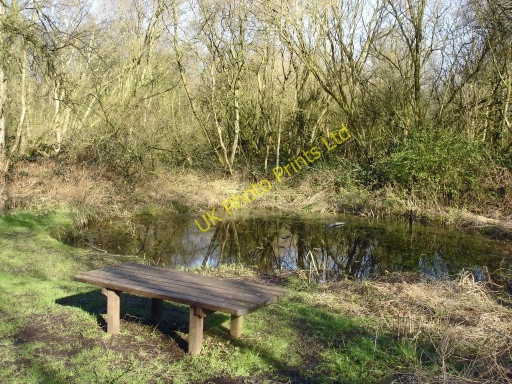 Photo 6"x4" Risley Moss Nature Reserve Gorse Covert\/SJ6692 c2007