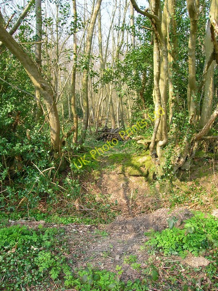 Photo 6"x4" Woodland Boundary, Brownings Wood Blackboys c2007